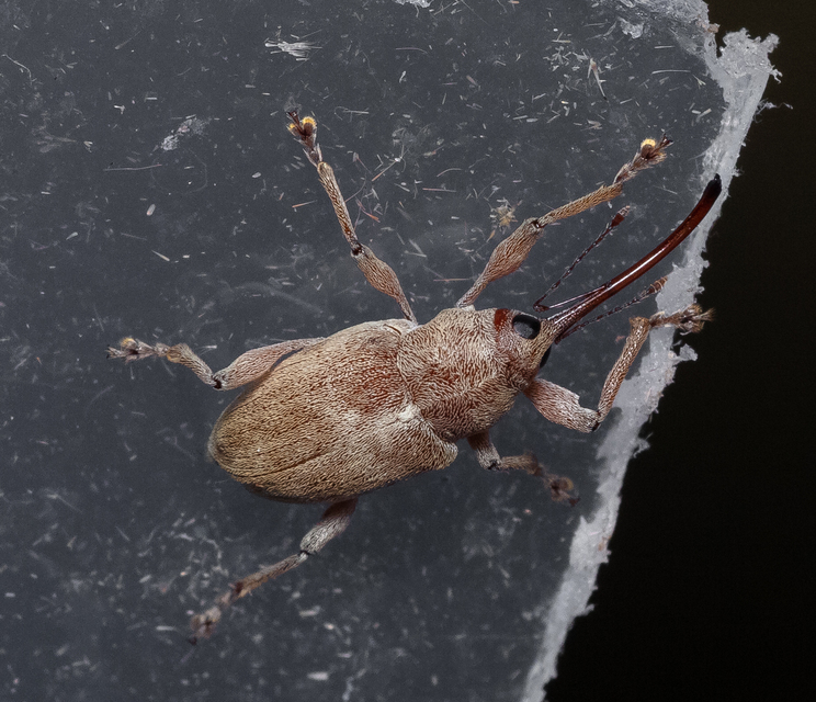 Curculio propinquus - halvány zsuzsóka