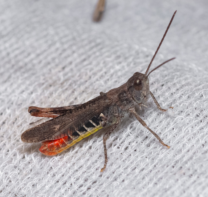 Chorthippus biguttulus - zengő tarlósáska