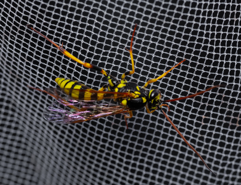 Hymenoptera - Hártyásszárnyúak