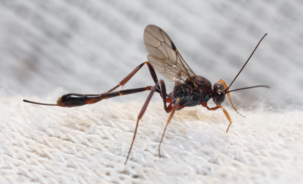 Hymenoptera - Hártyásszárnyúak