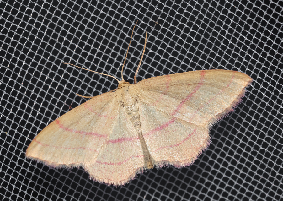 Rhodostrophia vibicaria - pirosszélű araszoló