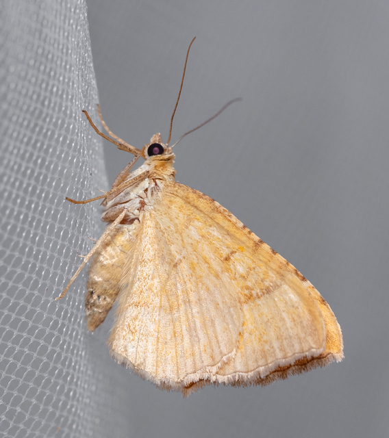 Camptogramma bilineata - kétvonalas sávosaraszoló