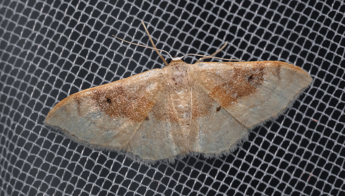 Idaea degeneraria - barnasávos araszoló