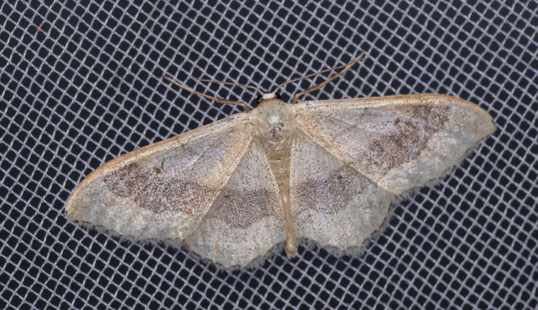 Idaea aversata - nagy sávosaraszoló