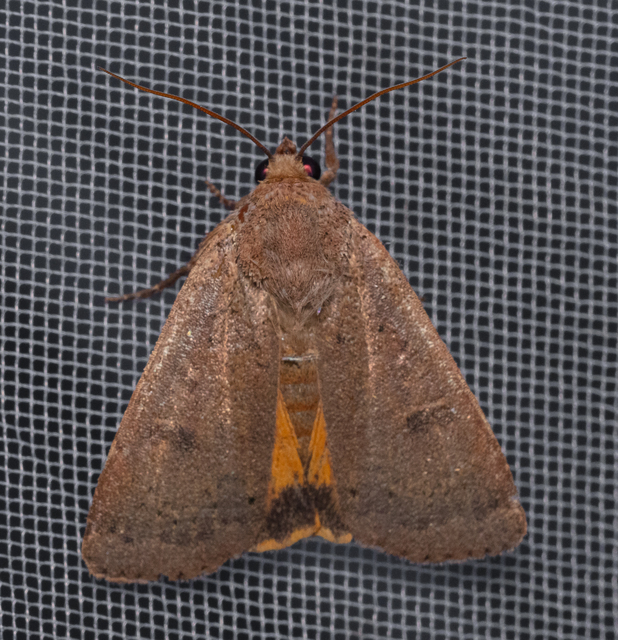 Noctua comes - kis sárgafűbagoly