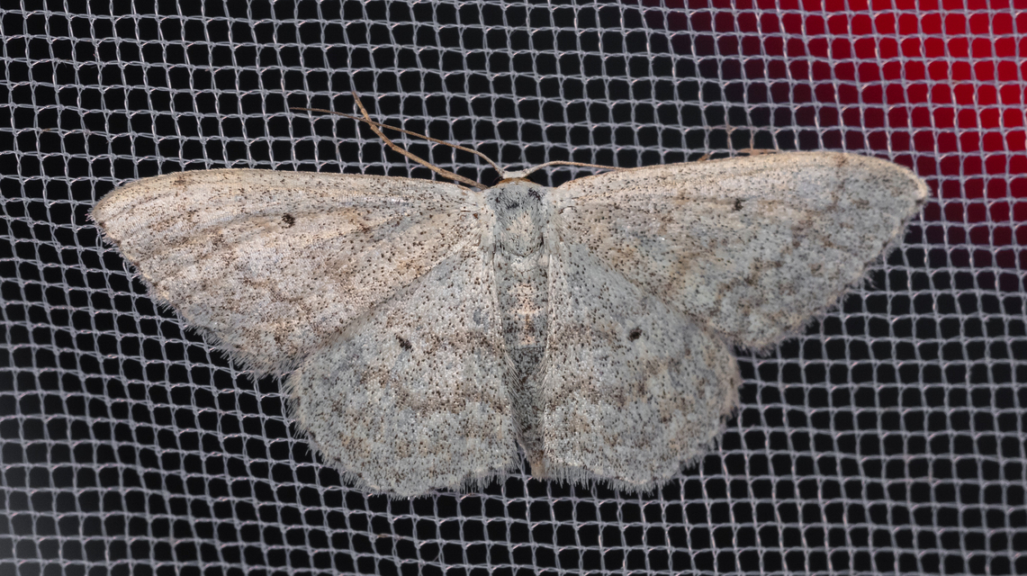 Scopula incanata - hamvas sávosaraszoló