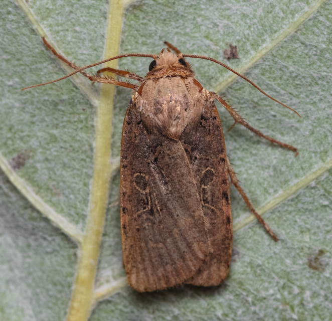 Chersotis rectangula - barna földibagoly