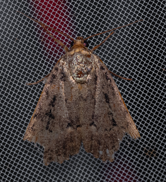 Amphipyra berbera/pyramidea