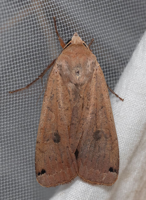 Noctua pronuba - nagy sárgafűbagoly