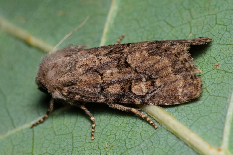 Luperina testacea - barnás szürkebagoly