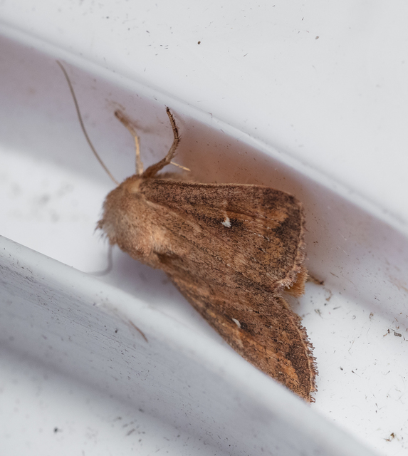 Mythimna albipuncta - fehérpettyes rétibagoly