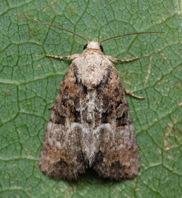 Mesoligia furuncula - kétszínű dudvabagoly