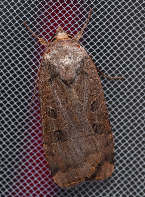 Noctua interposita - köztes sárgafűbagoly