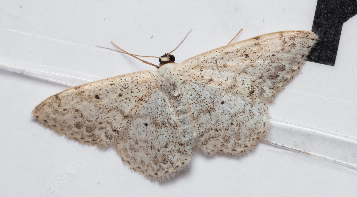 Scopula marginepunctata - pettyes sávosaraszoló
