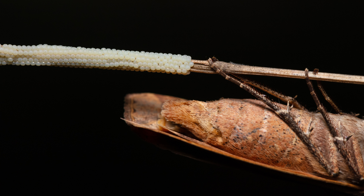 Noctua pronuba - nagy sárgafűbagoly