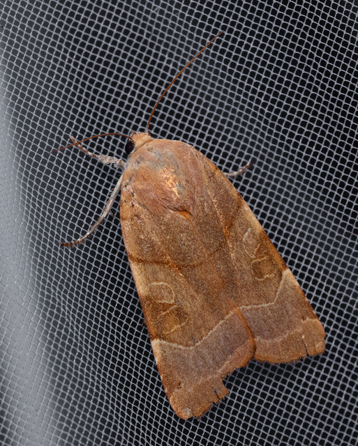 Noctua fimbriata - szélessávú sárgafűbagoly