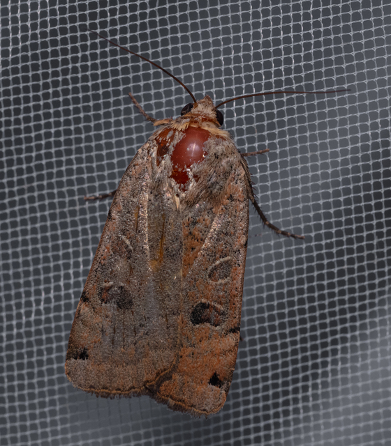 Noctua orbona - foltos sárgafűbagoly