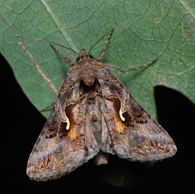 Autographa gamma - gammalepke