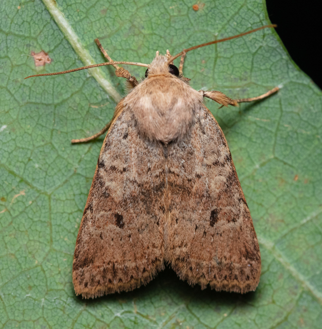 Propenistra laevis - könnyű őszibagoly