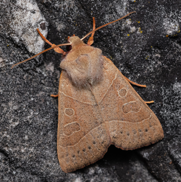 Mesogona acetosellae - madársóskabagoly