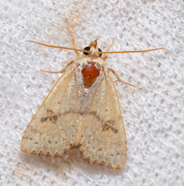 Tiliacea sulphurago - kénes sárgabagoly