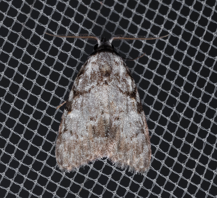 Meganola strigula - hamvas pamacsosszövő