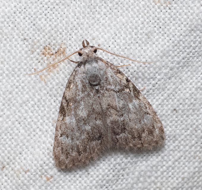 Meganola strigula - hamvas pamacsosszövő