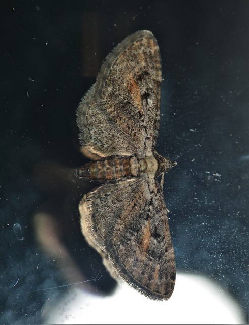 Eupithecia icterata - rozsdafoltos törpearaszoló