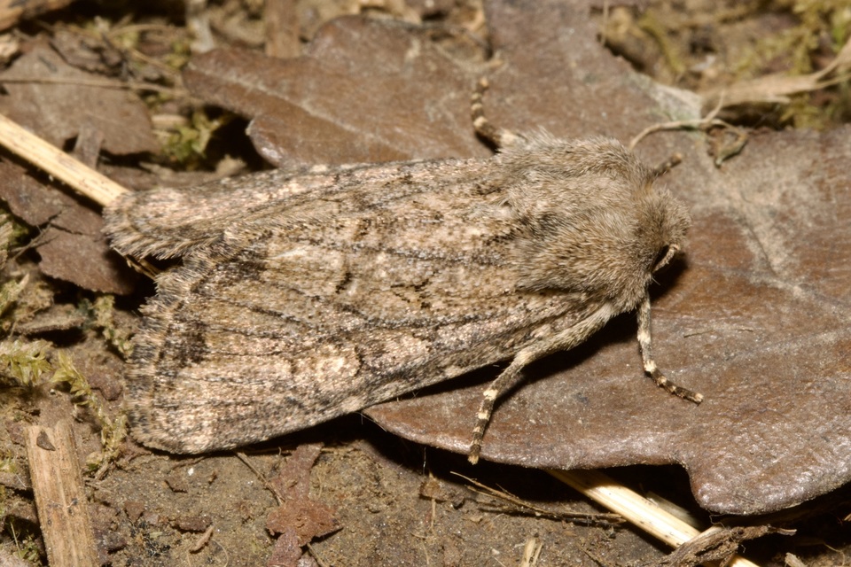 Luperina testacea - barnás szürkebagoly
