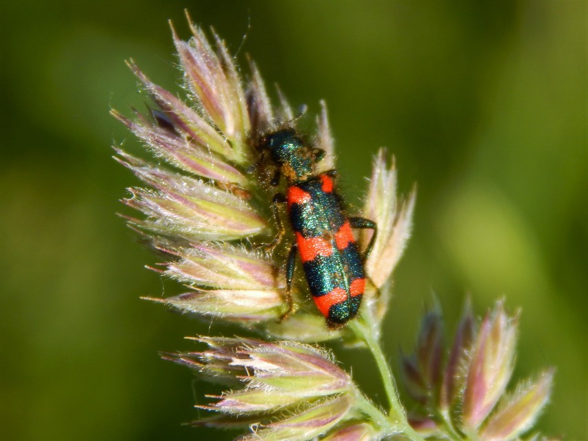 Trichodes favarius - hatfoltos méhészbogár