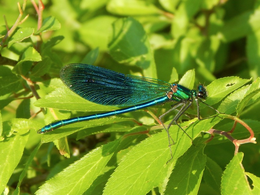 Calopteryx splendens - sávos szitakötő