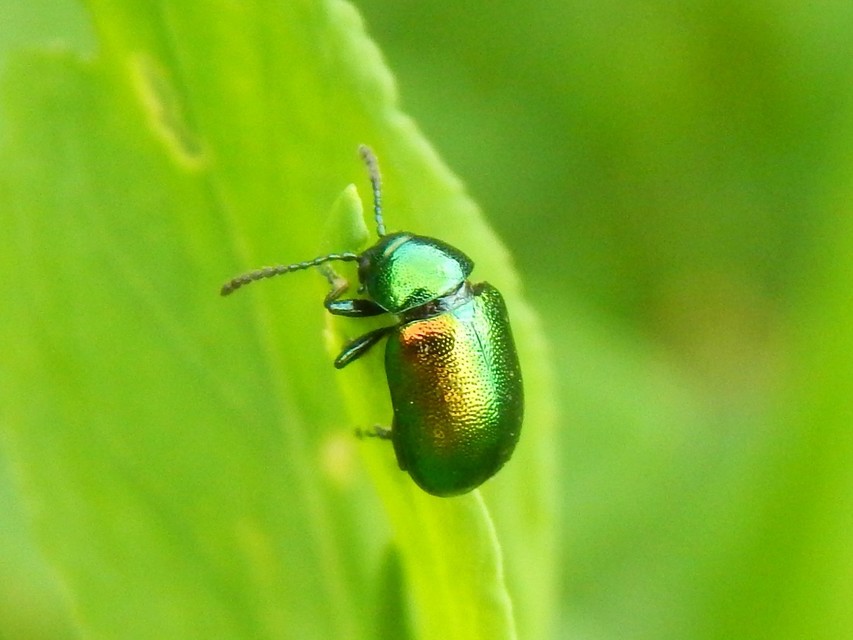 Gastrophysa viridula - sóska-levélbogár Gastrophysa viridula - sóska-levélbogár