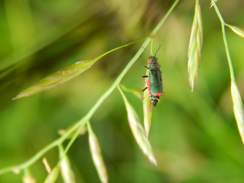 Malachius bipustulatus - kétfoltos bibircsesbogár