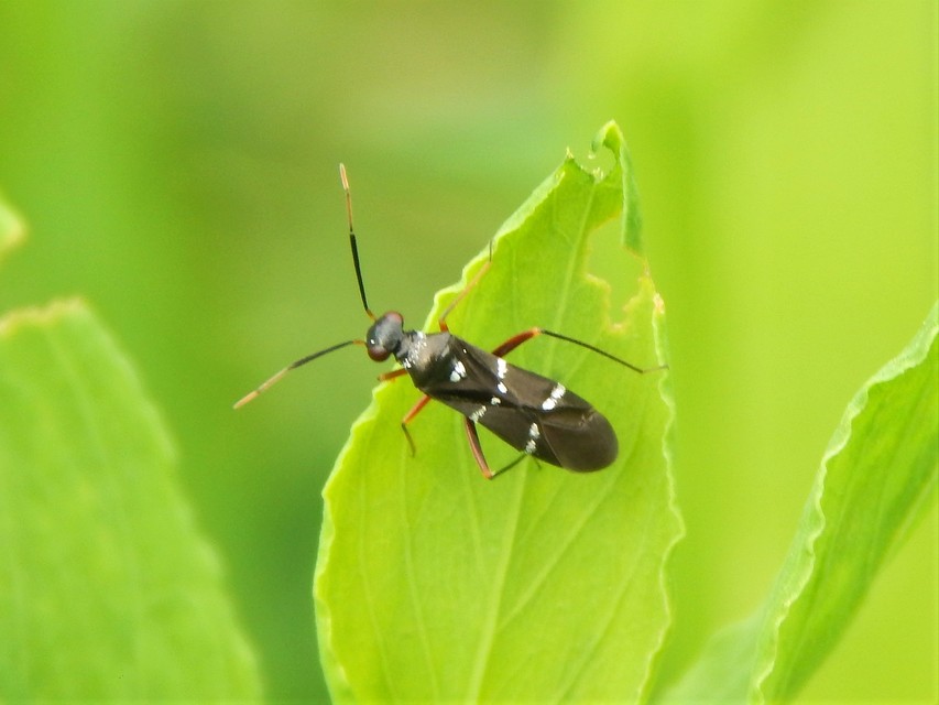 Heteroptera - Poloskák