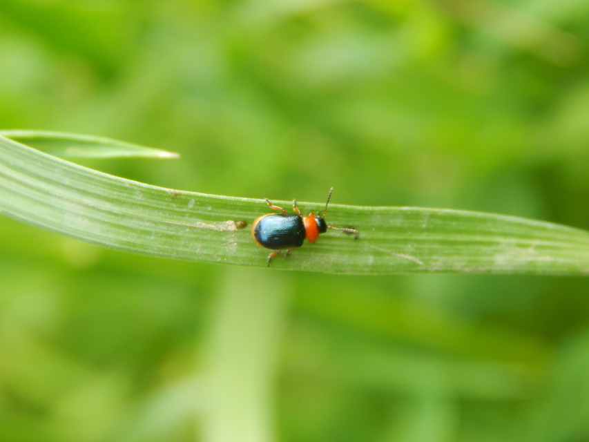 Gastrophysa polygoni - paraj-levélbogár
