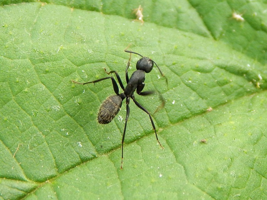 Camponotus vagus - fekete lóhangya