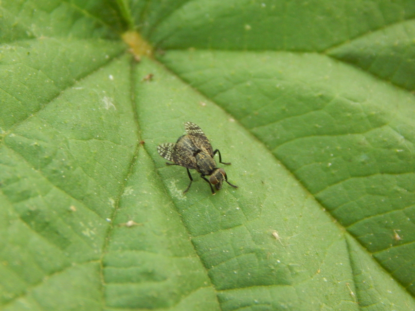 Diptera - Kétszárnyúak