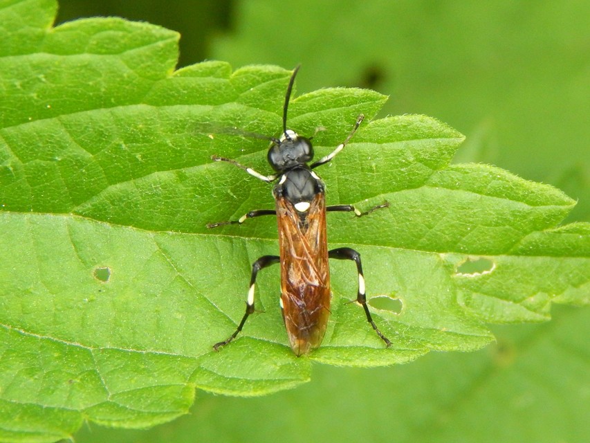 Hymenoptera - Hártyásszárnyúak