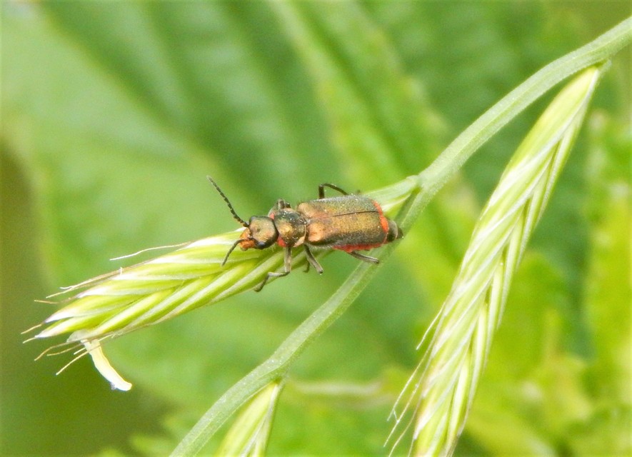 Malachius bipustulatus - kétfoltos bibircsesbogár