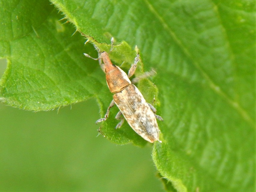 Lixus subtilis - disznóparéj-dudvabarkó