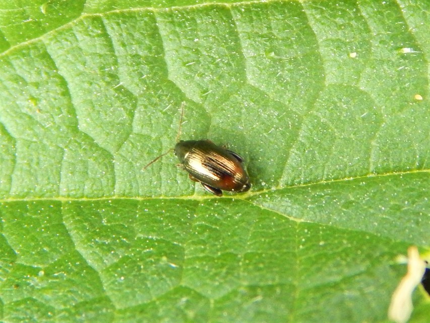 Psylliodes attenuata - kenderbolha