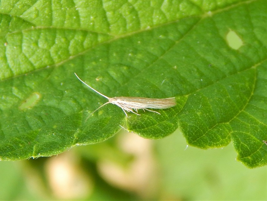Coleophora