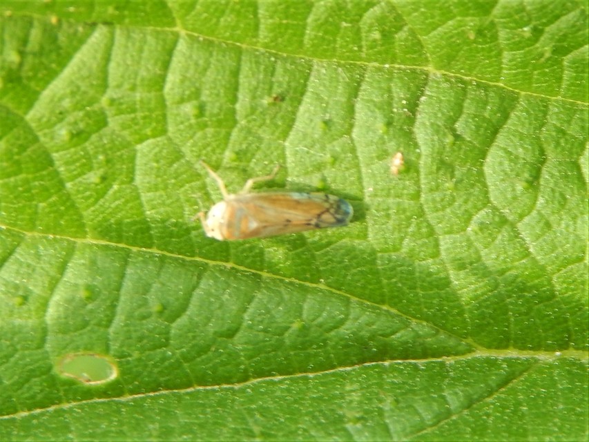 Auchenorrhyncha - Kabócák
