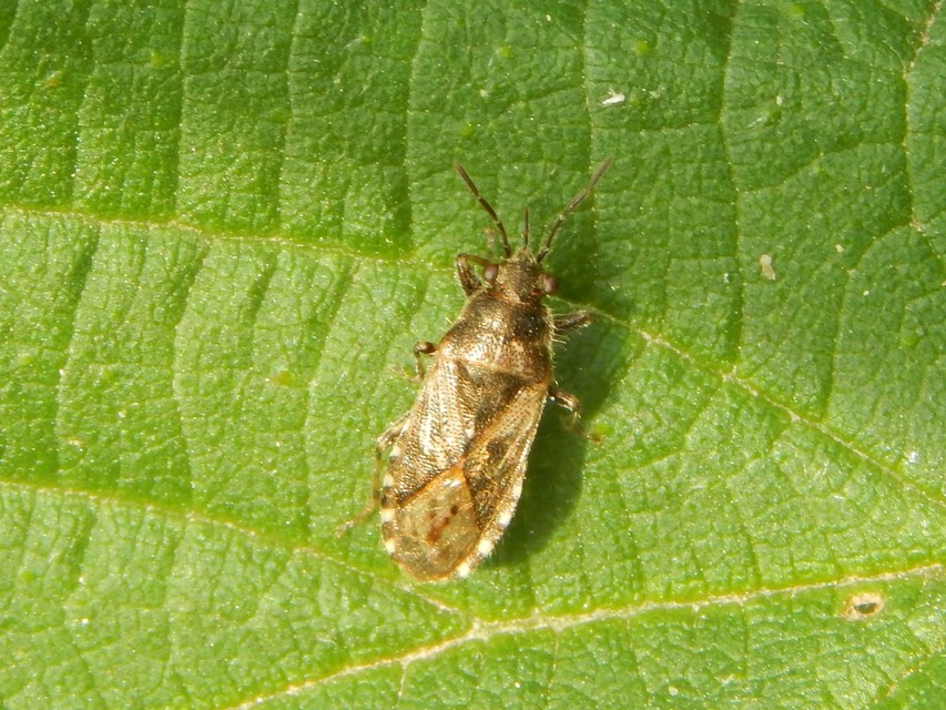 Heteroptera - Poloskák