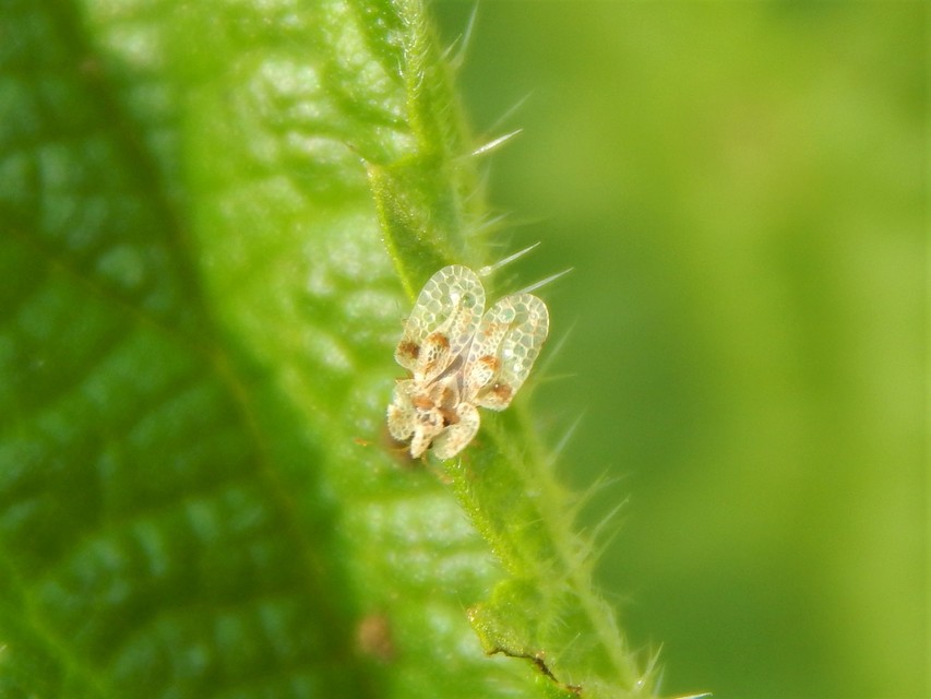 Heteroptera - Poloskák