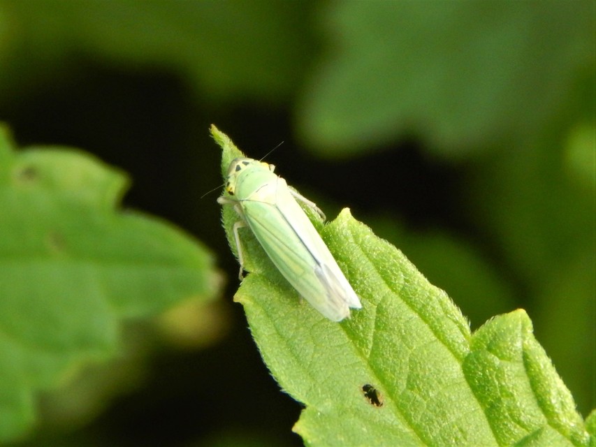 Cicadella viridis - méregzöld kabóca