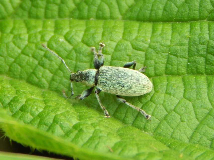 Phyllobius pomaceus - csalán-levélormányos
