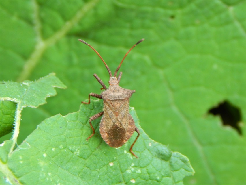 Coreus marginatus - közönséges karimáspoloska