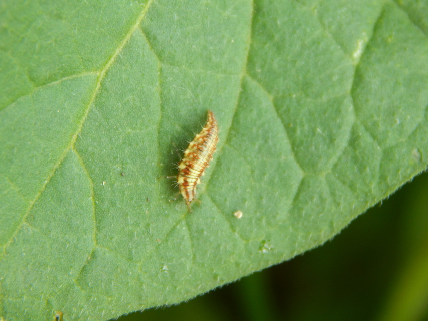 Chrysopidae - zöldfátyolkák