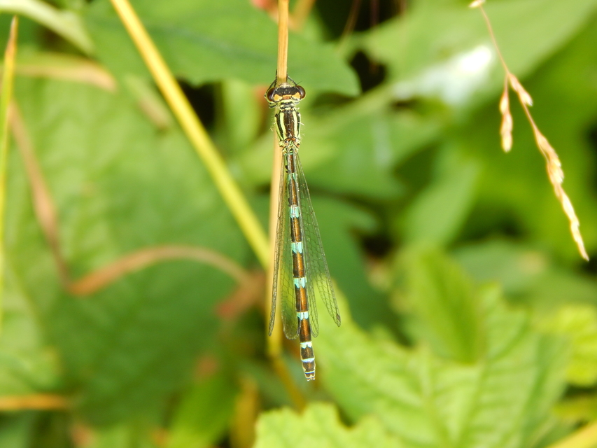 Coenagrion ornatum - díszes légivadász
